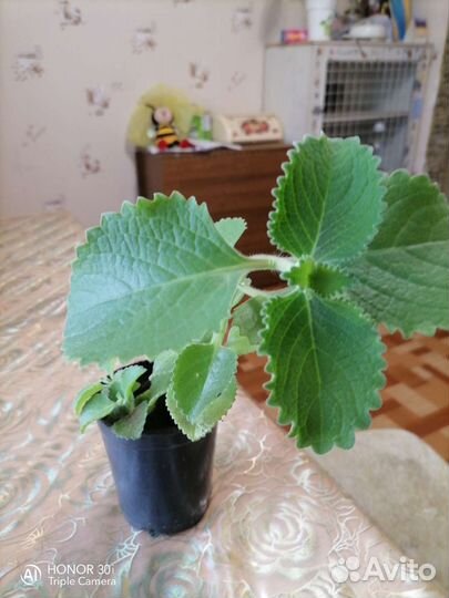 Комнатная мята