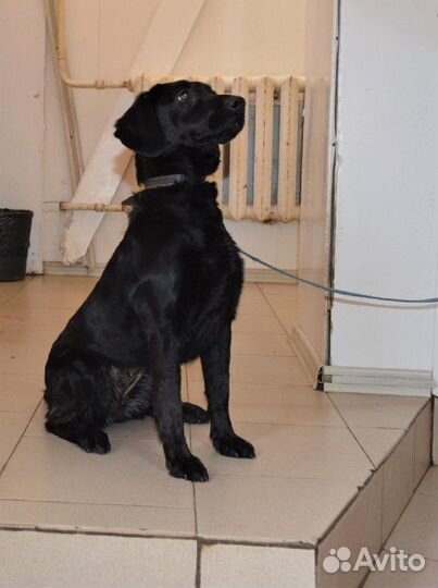 Анфиса в поисках дома