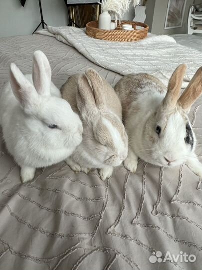 Декоративные кролики