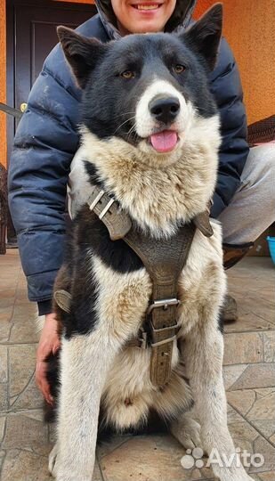 Метис лайки молодой кобелек