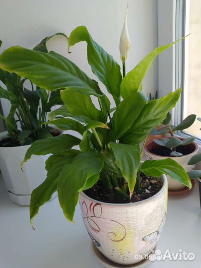 Женское счастье, фикусы Бенджамина Натали, Даниель