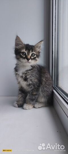 Кошки в добрые руки