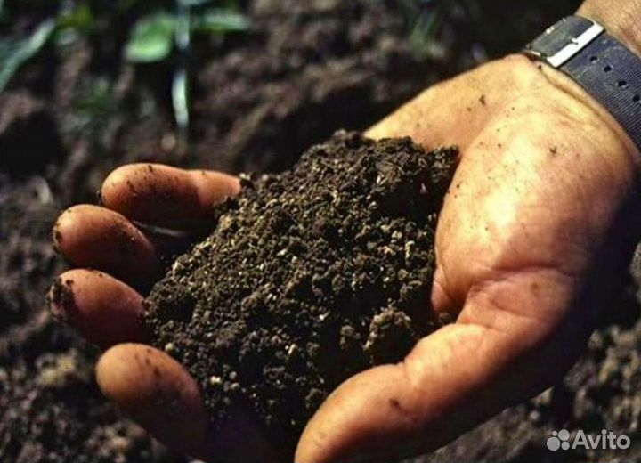 Чернозем Тамбовский