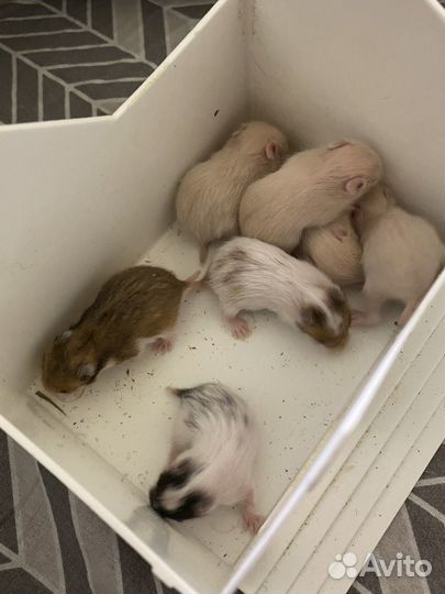 Сирийский хомяк бесплатно