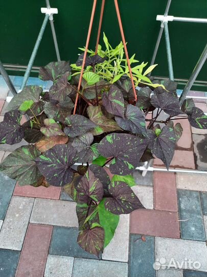 Ипомея батат декоративная