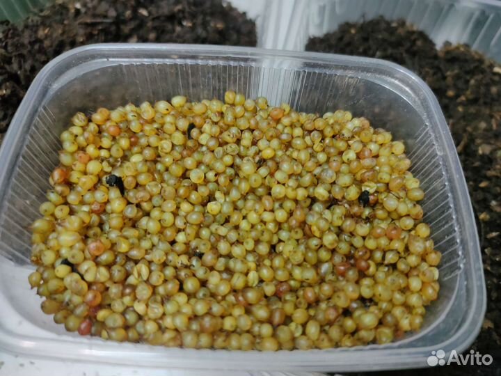 Черви дендробена