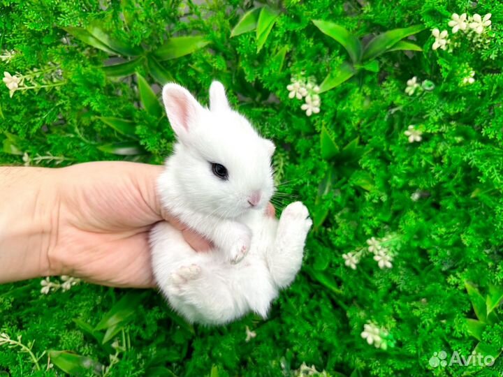 Мини карликовый кролик - гермелин супер мини