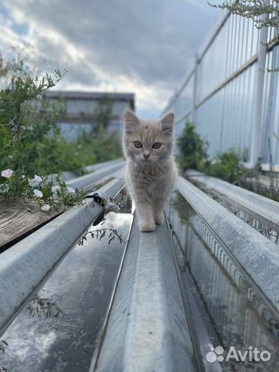 Кошка
