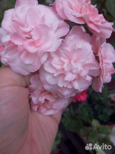 Пеларгония герань