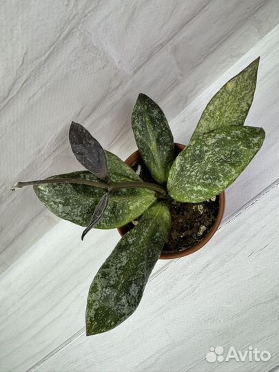 Хойя Rundumensis silver