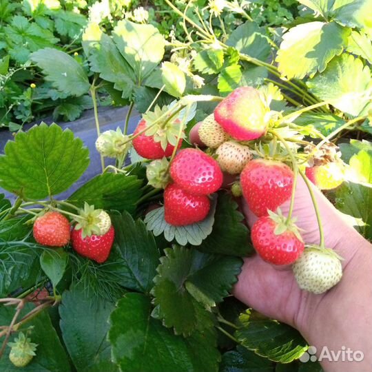 Клубника ягода свежая домашняя