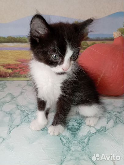 Отдам в добрые руки котёнка мальчика