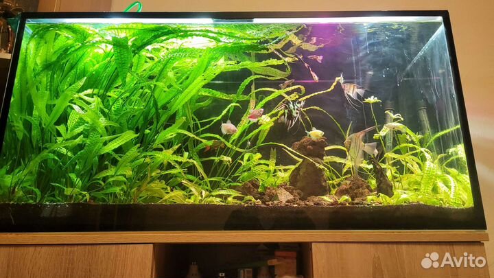 Аквариум с тумбой 220 литров