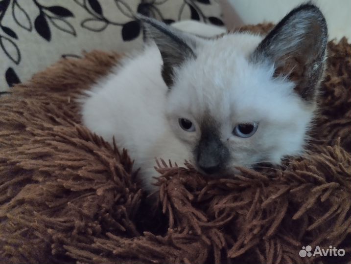 Отдам в добрые руки