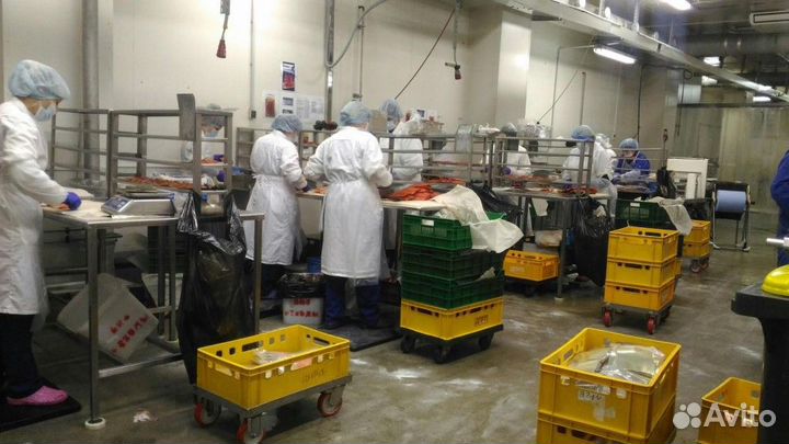 Помощник на производство Выплаты Еженедельно