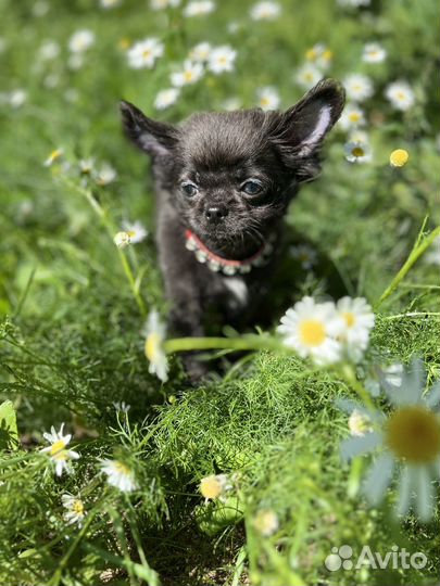 Щенки чихуахуа