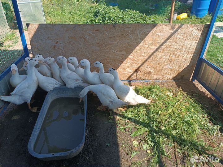 Утки Мулард