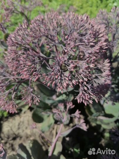 Многолетние цветы