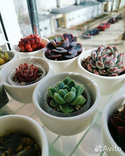 Суккуленты