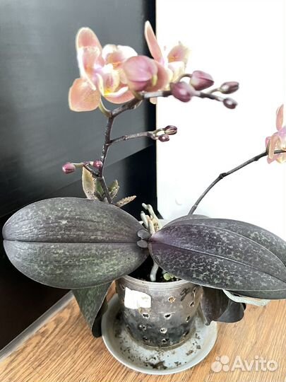 Орхидея фаленопсис парфюмерная фабрика