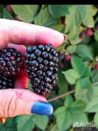 Малина и ежевика