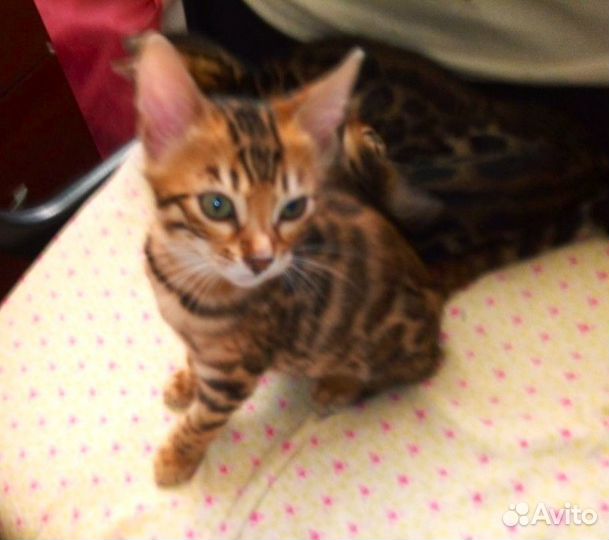 Бенгалята-девочки для души и разведения