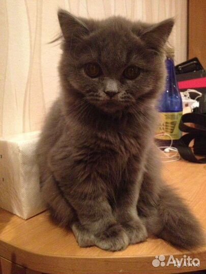 Британский кот вязка
