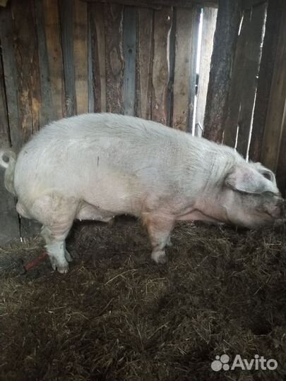 Продам борова