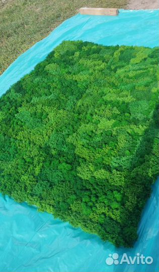 Вечно живые эко панели 25х50см из мха