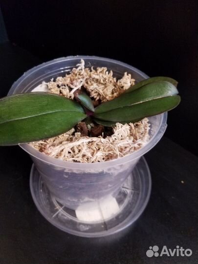 Орхидея Метеор