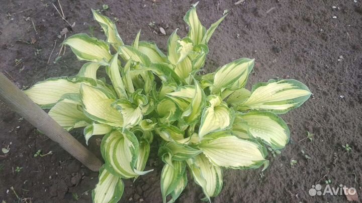 Хосты пестролистных сортов