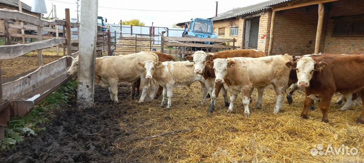 Бычки и быки