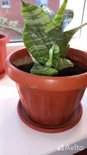 Суккуленты