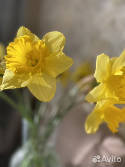 Готовый бизнес план