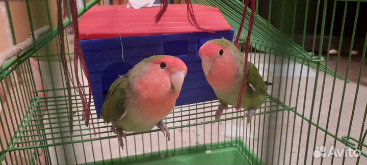 Попугай неразлучники пара