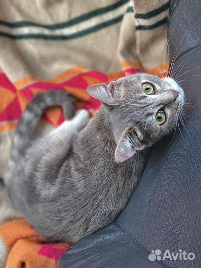 Ласковая котенок девочка ищет хозяев