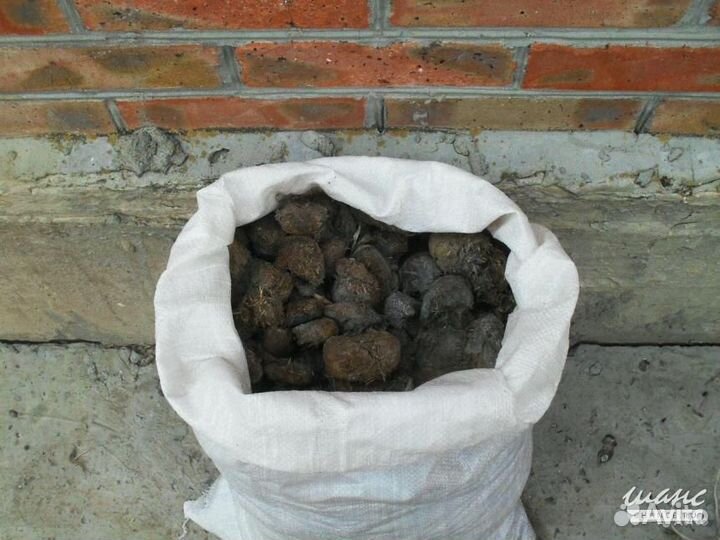 Чистый конский навоз