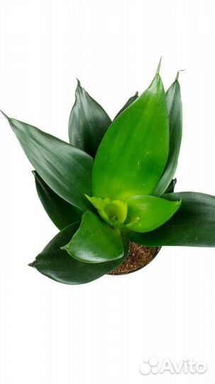 Сансивиерия ханни