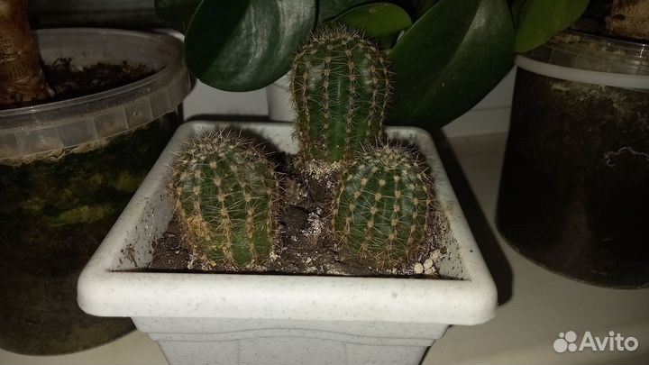 Кактусы и суккуленты