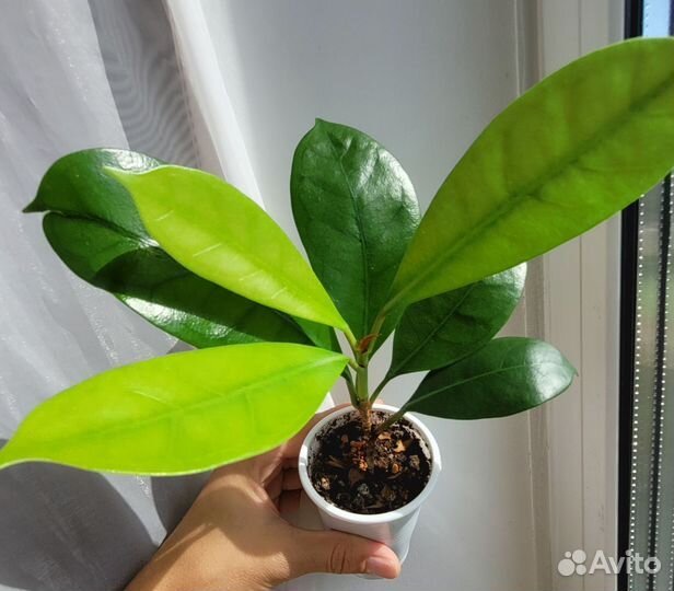 Фикус бокальчатоприлистниковый