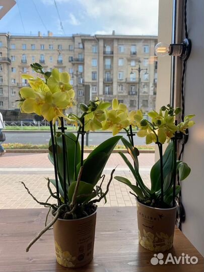 Орхидея фаленопсис мульти флора 2 ст
