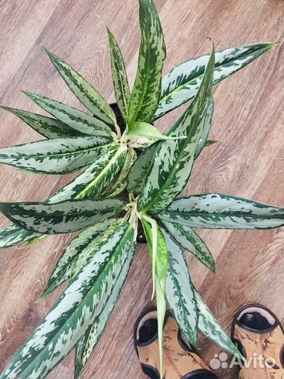 Аглаонемы сортовые