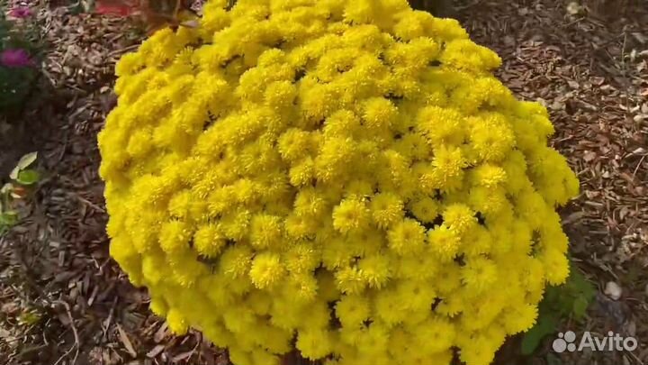 Многолетние цветы для дома и дачи