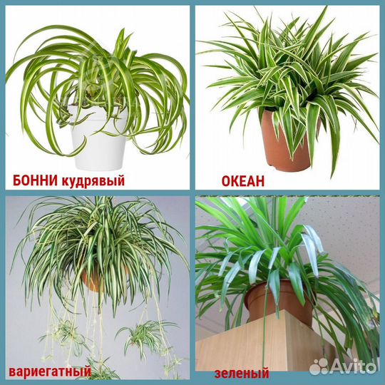 Хлорофитумы, четыре сорта