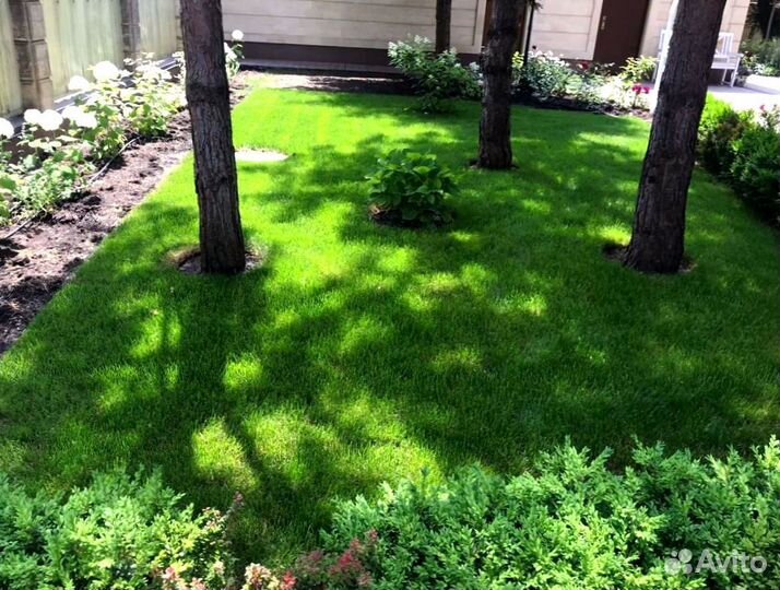 Рулонный газон 