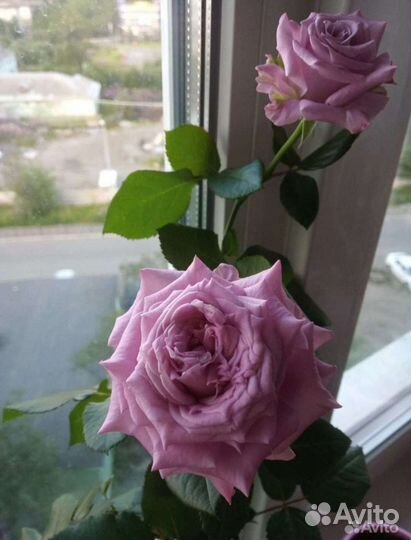 Роза комнатная 