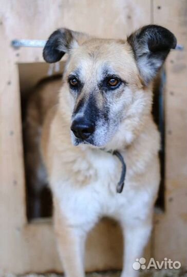 Таша ищет дом