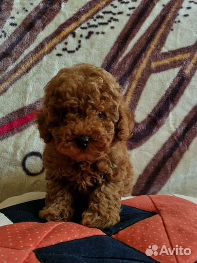 Щеночки мальтипу