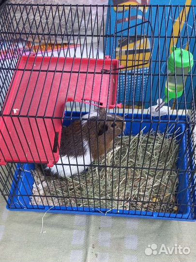 Морская свинка