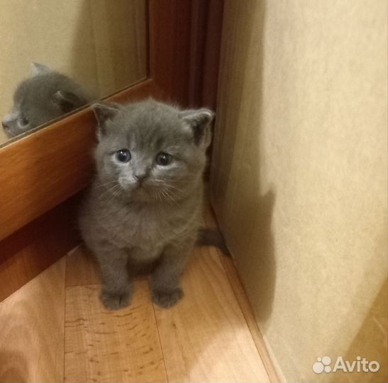 Шотландская вислоухая